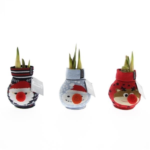 AMARYLLIS WAX XMAS