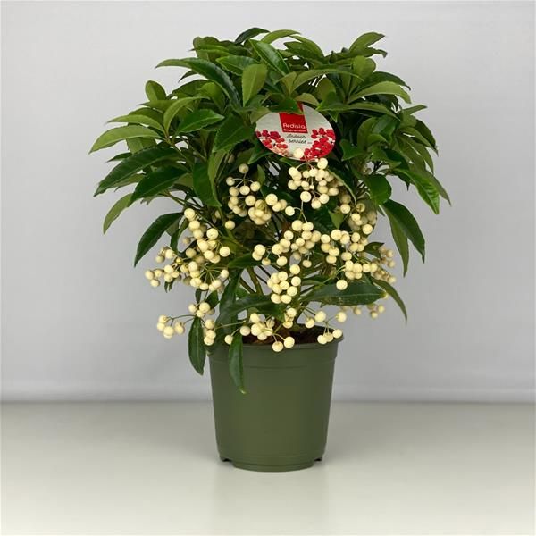 ARDISIA CRENATA
