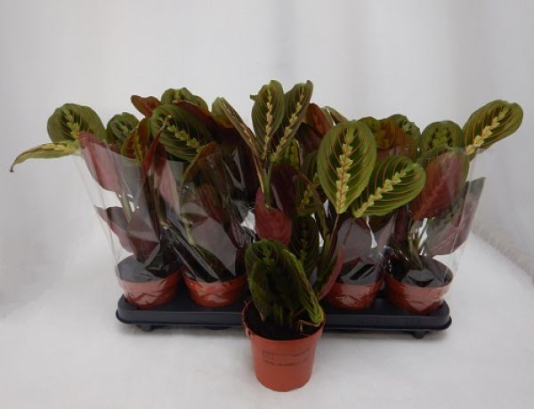 CALATHEA LEUCONEURA