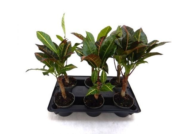 CROTON PETRA TIGE/ CODIAEUM