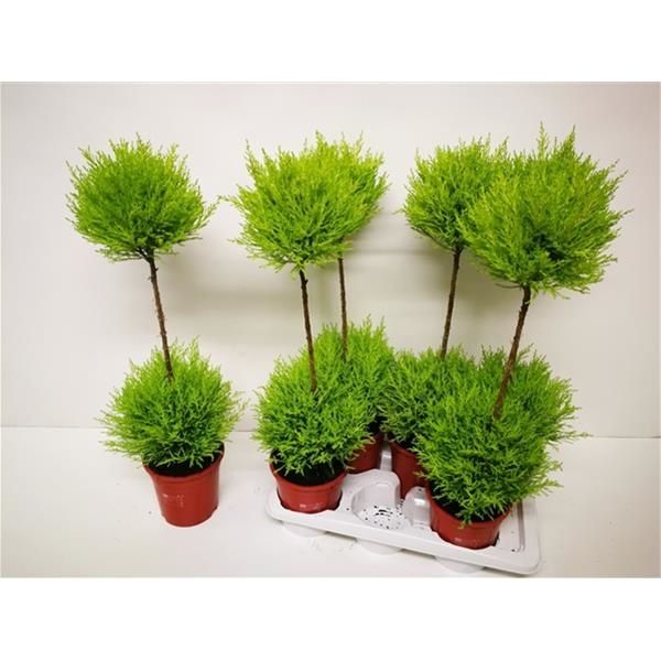 CUPRESSUS GOLDCREST DUO TIGE