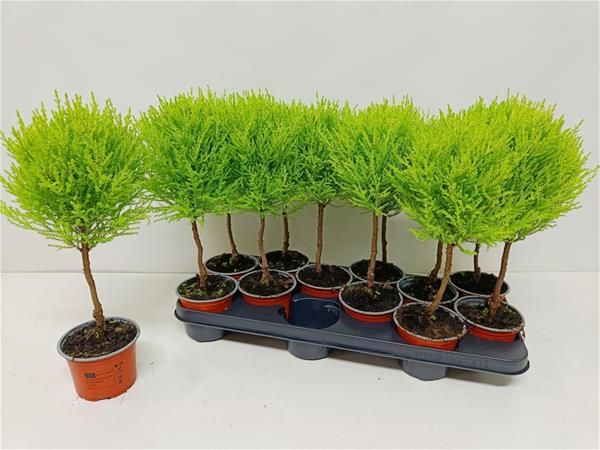 CUPRESSUS GOLDCREST WILMA