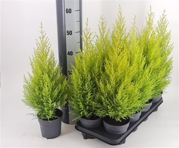 CUPRESSUS GOLDCREST WILMA
