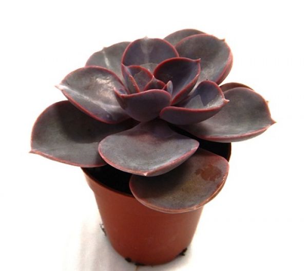 ECHEVERIA MAGIC PAREL