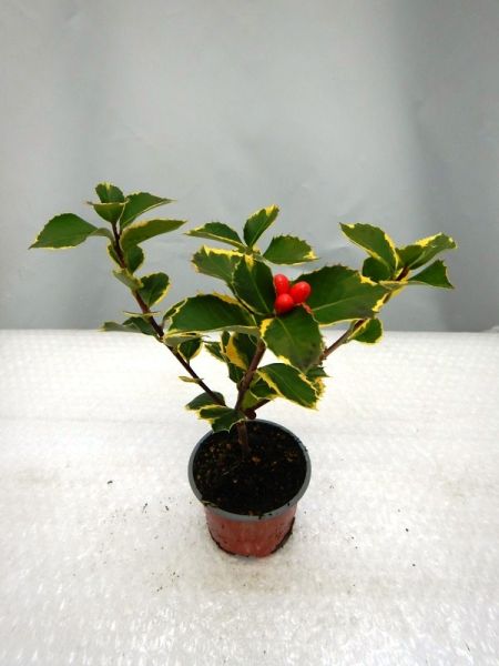ILEX AQUIFOLIUM