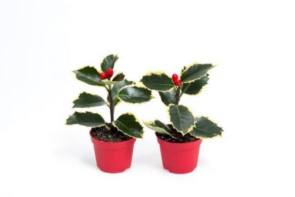 ILEX AQUIFOLIUM