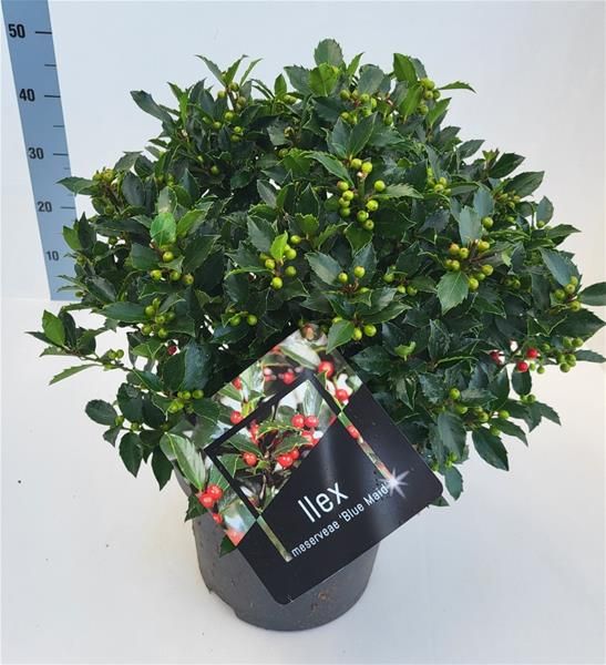 ILEX MESERVEAE