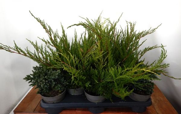 JUNIPERUS CHINENSIS MIX