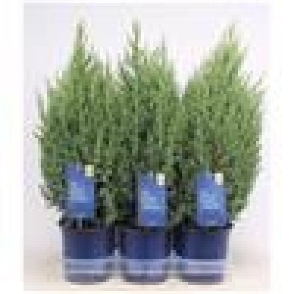JUNIPERUS CHINENSIS STRICTA