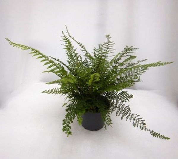 POLYSTICHUM SETIFERUM