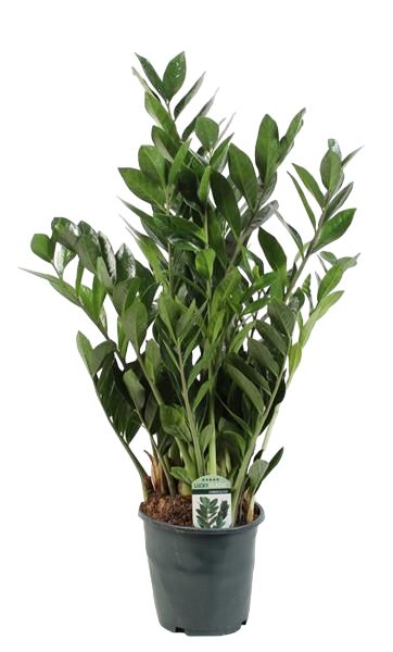 ZAMIOCULCAS