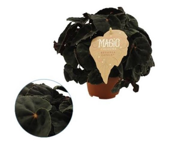BEGONIA REX CONGA