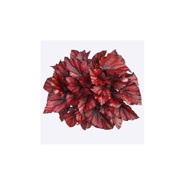 BEGONIA REX RED BULL