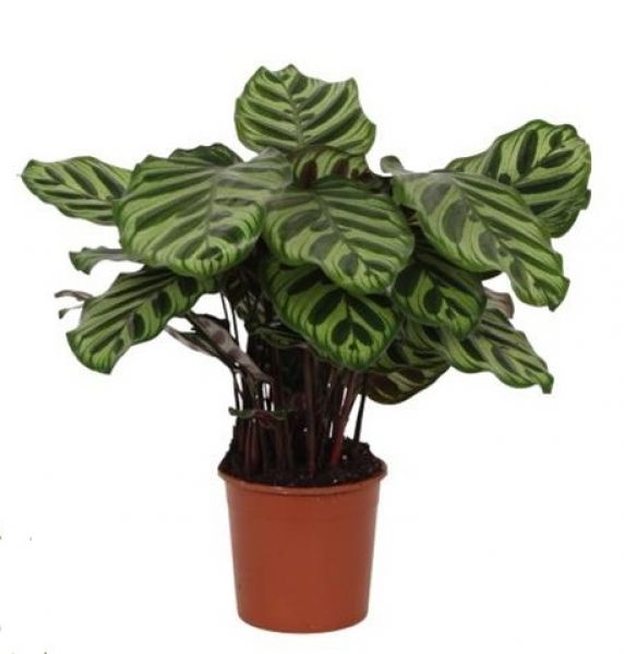 CALATHEA MAKOYANA
