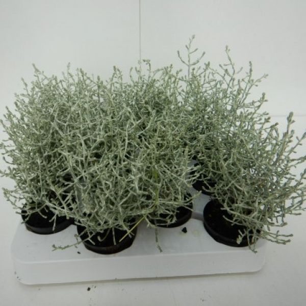 CALOCEPHALUS BROWNII MINI