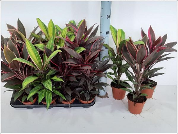 CORDYLINE MIX