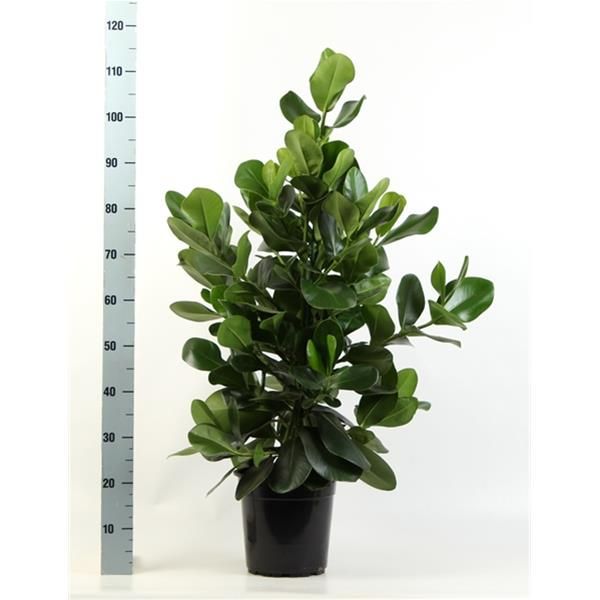 CLUSIA ROSEA