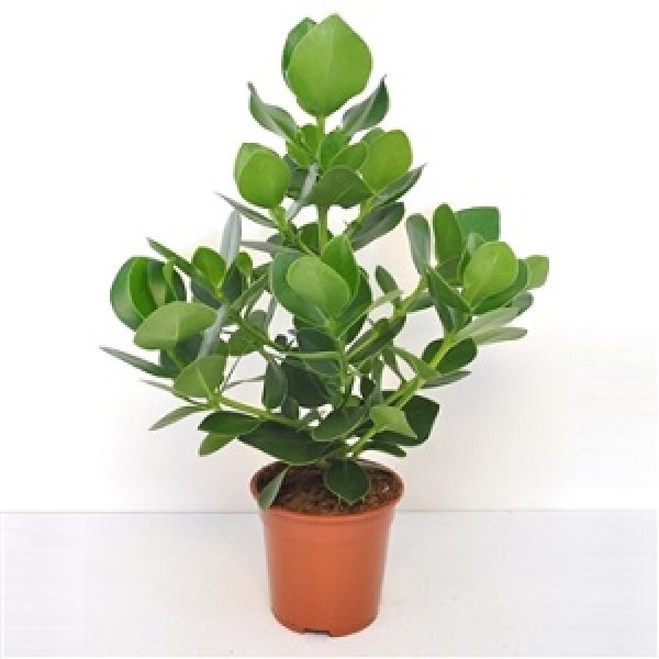 CLUSIA ROSEA