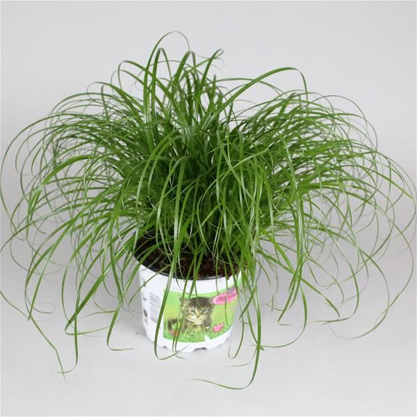 CYPERUS ZUMULA