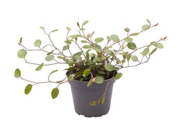 MUEHLENBECKIA COMPLEXA