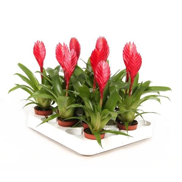 VRIESEA CHRISTIANE