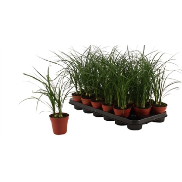 BEAUCARNEA NOLINA
