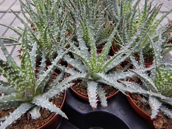 HAWORTHIA FASCIATA