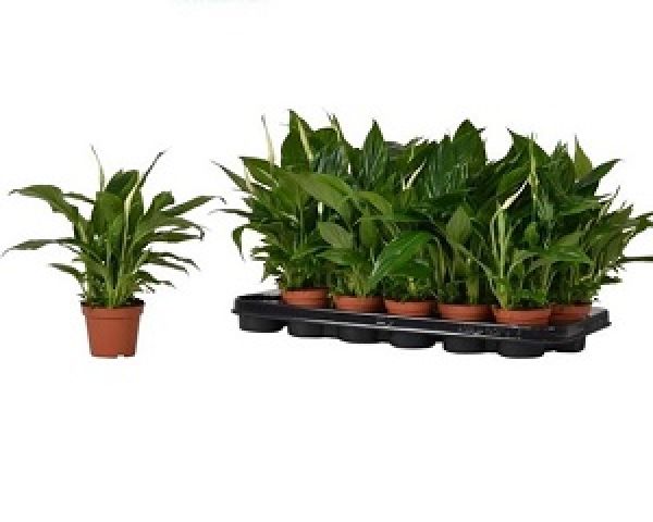 SPATHIPHYLLUM CHOPIN