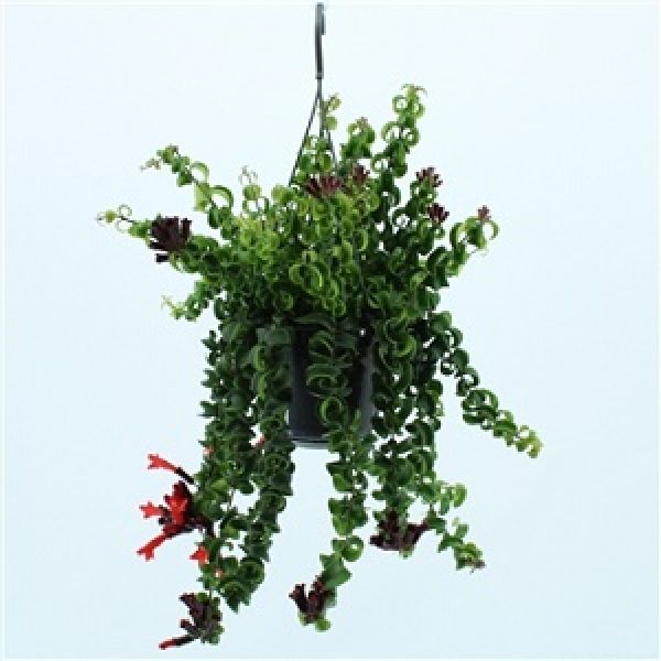 AESCHINANTHUS RASTA