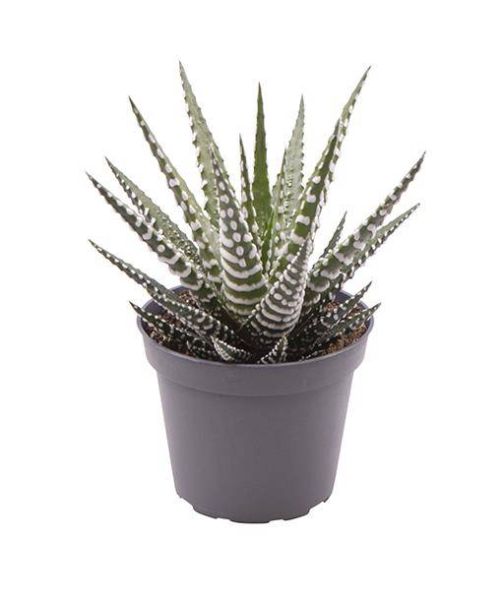 HAWORTHIA FASCIATA BIG BAND