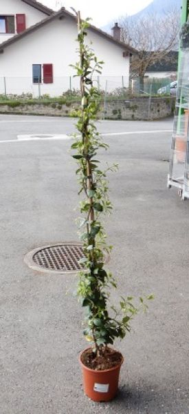 TRACHELOSPERMUM JASMINOIDE