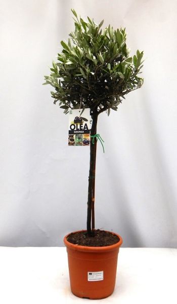 OLEA EUROPAEA TIGE