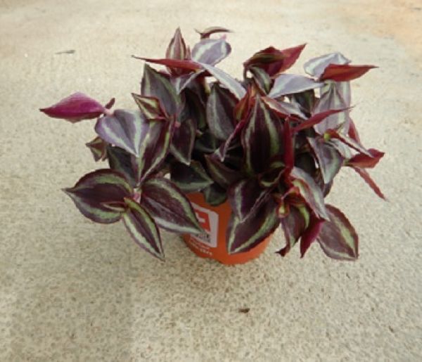 TRADESCANTIA PURPLE JOY