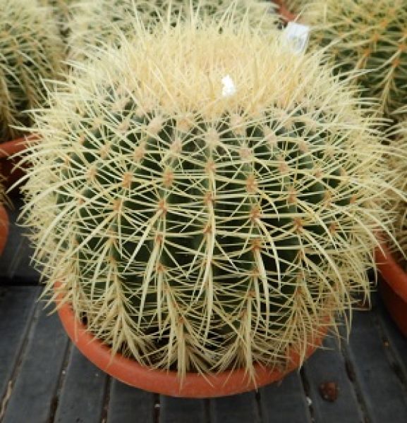 ECHINOCACTUS GRUSONII
