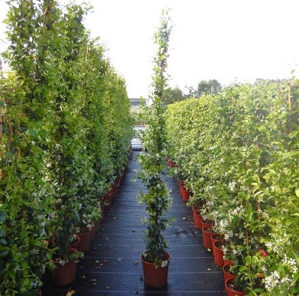 TRACHELOSPERMUM JASMINOIDE