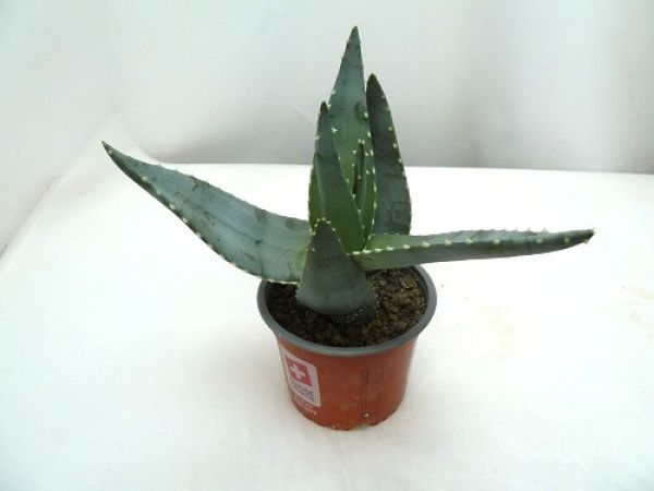 ALOE COMPTONII