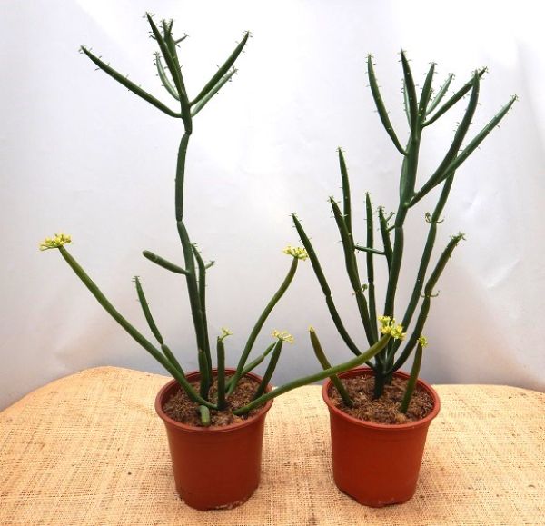 EUPHORBIA ALLUAUDII