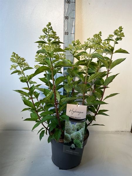 HYDRANGEA PANICULATA