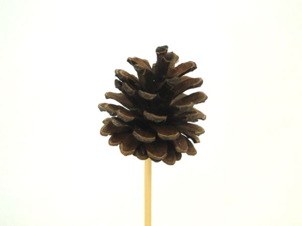 16WS2024-B PIC POMME DE PIN NATUREL