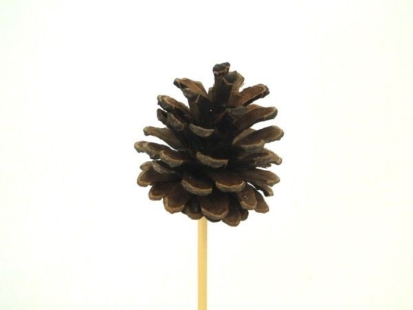16WS2024-NT PIC POMME DE PIN