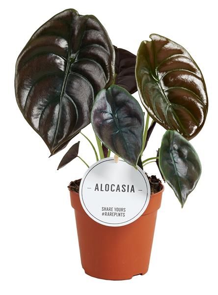 ALOCASIA RED SECRET-S