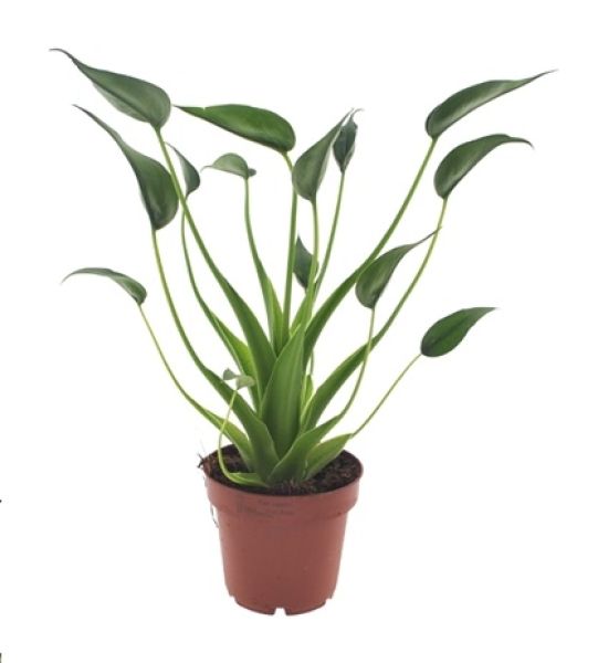 ALOCASIA TINY DANCER - S