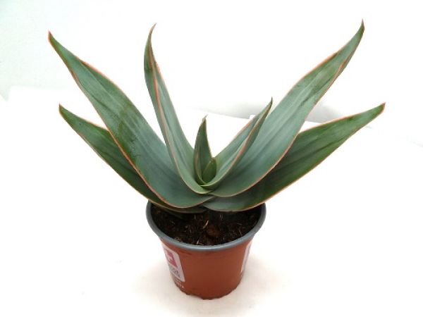 ALOE STRIATA
