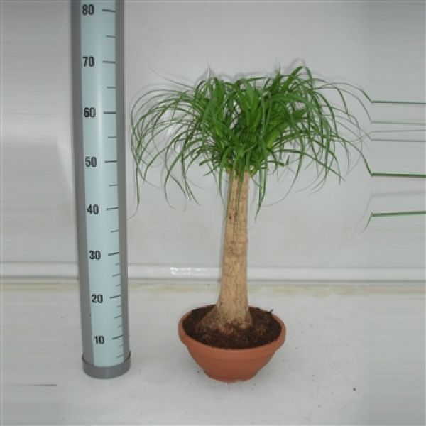 BEAUCARNEA NOLINA