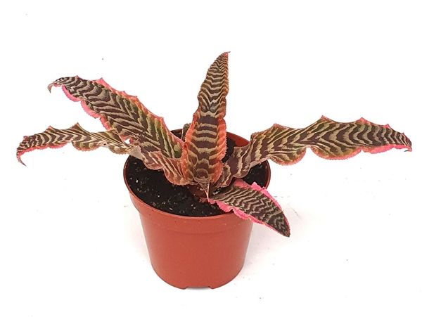 CRYPTANTHUS BIVITTATUS ELAINE