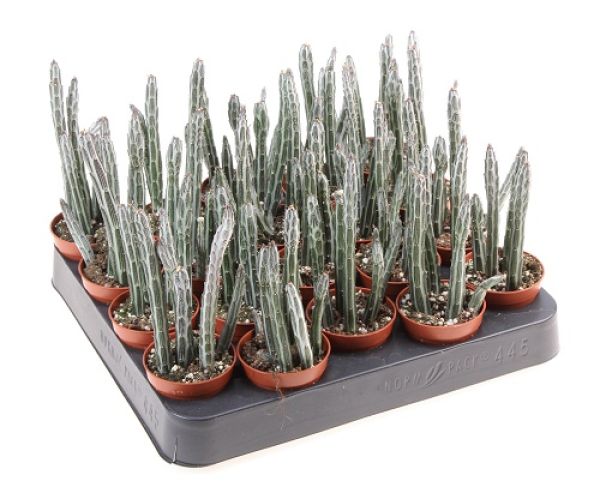 SENECIO STAPELIAEFORMIS