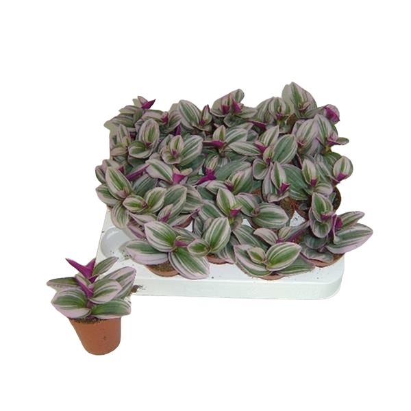 TRADESCANTIA NANOUK
