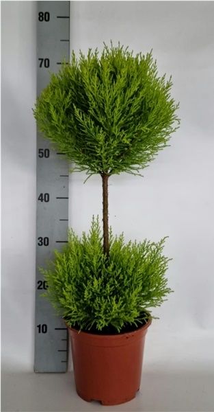 CUPRESSUS GOLDCREST DUO-BOL