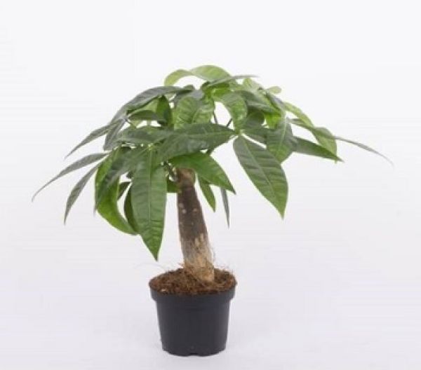 PACHIRA AQUATICA