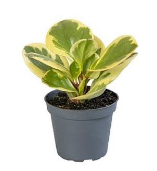 PEPEROMIA OBTUSIF. BICOLOR